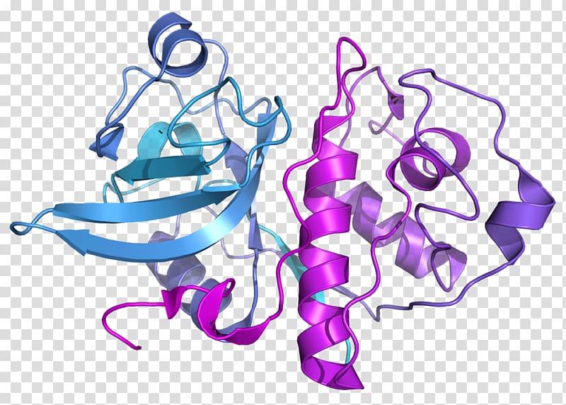 Actinidain Bromelain Papain Enzyme Cysteine protease, monstera transparent background PNG clipart