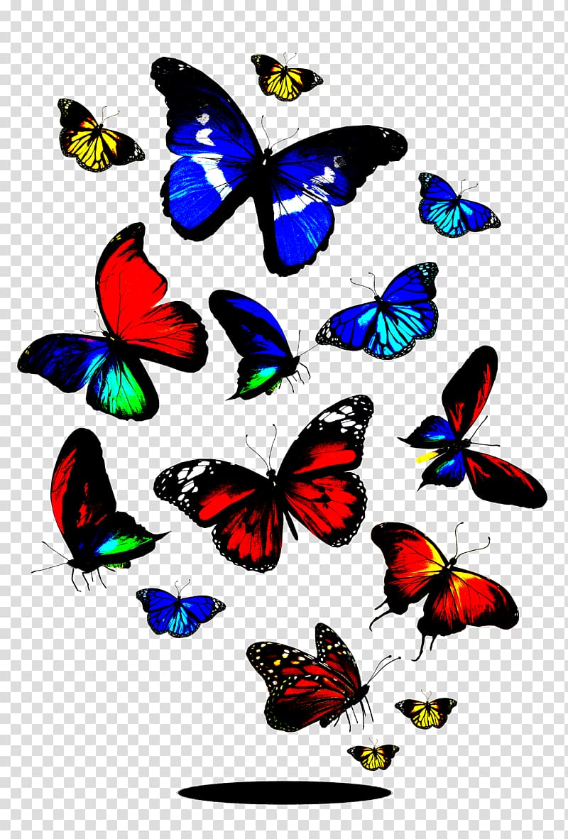 Butterfly , Colorful Butterfly transparent background PNG clipart ...