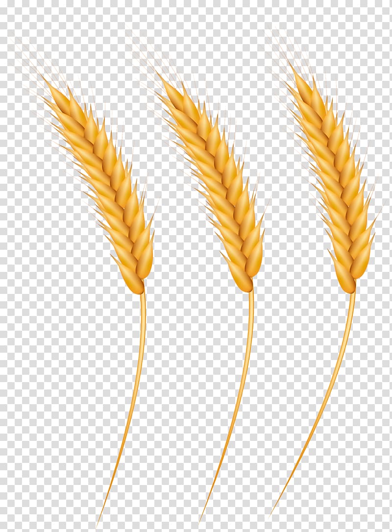 Emmer Portable Network Graphics Einkorn wheat, wheat grain transparent background PNG clipart