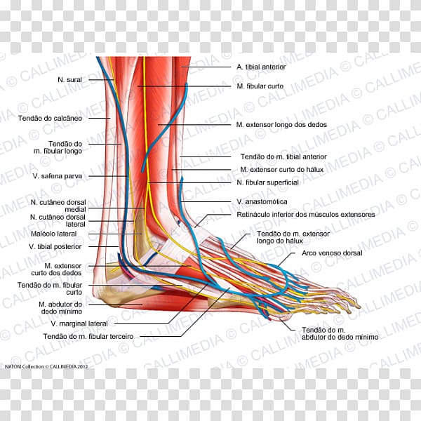 Foot Human leg Muscle Peroneus longus Human anatomy, tendon transparent background PNG clipart