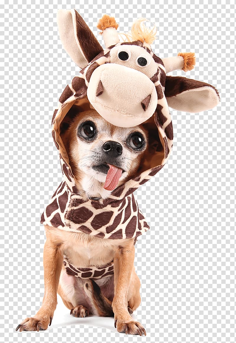 Chihuahua Giraffe Halloween costume , giraffe transparent background PNG clipart