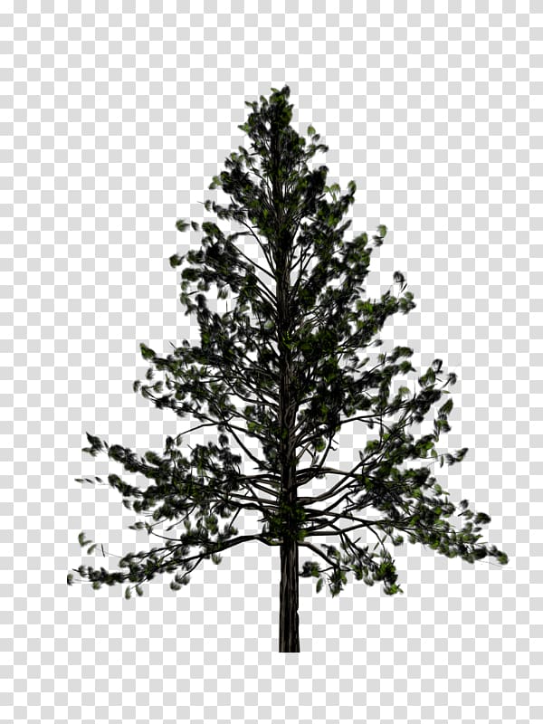 Portable Network Graphics Pine Transparency Tree Fir, tree transparent background PNG clipart