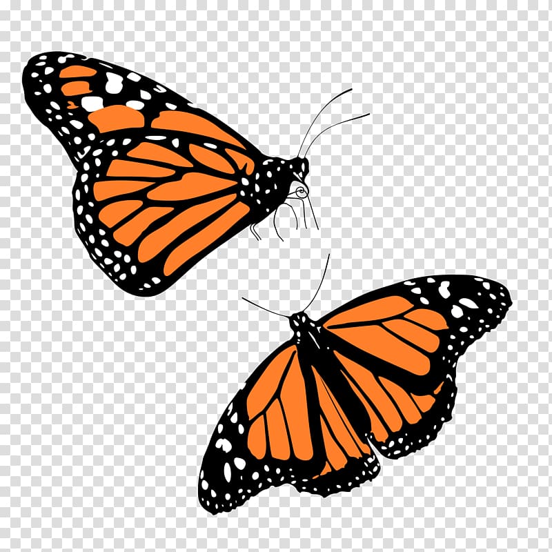 The Monarch Butterfly Insect , butterfly transparent background PNG clipart