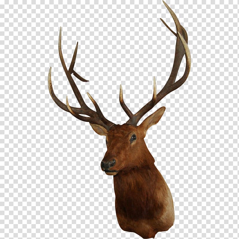 White-tailed deer Elk Wall decal, deer horn transparent background PNG clipart