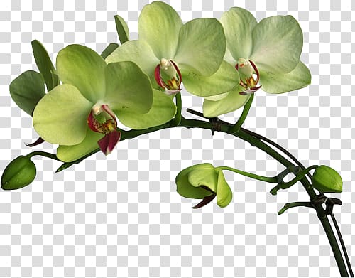 Flower Moth orchids Boat orchid Color , flower transparent background PNG clipart