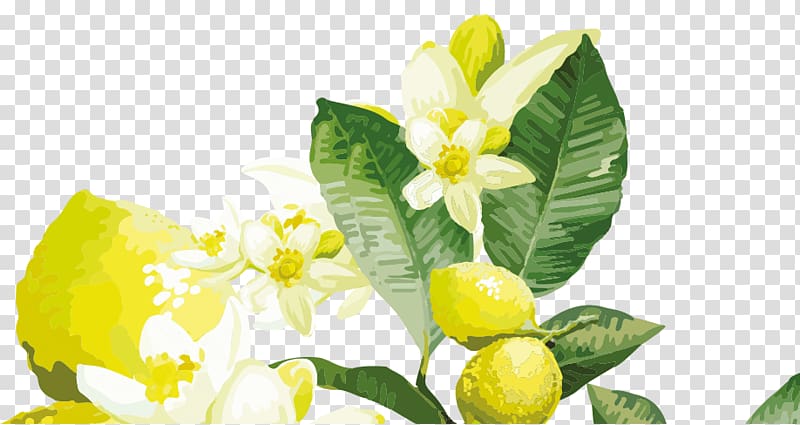 Lemon Yellow Flower Citrus, yellow aura readings transparent background PNG clipart