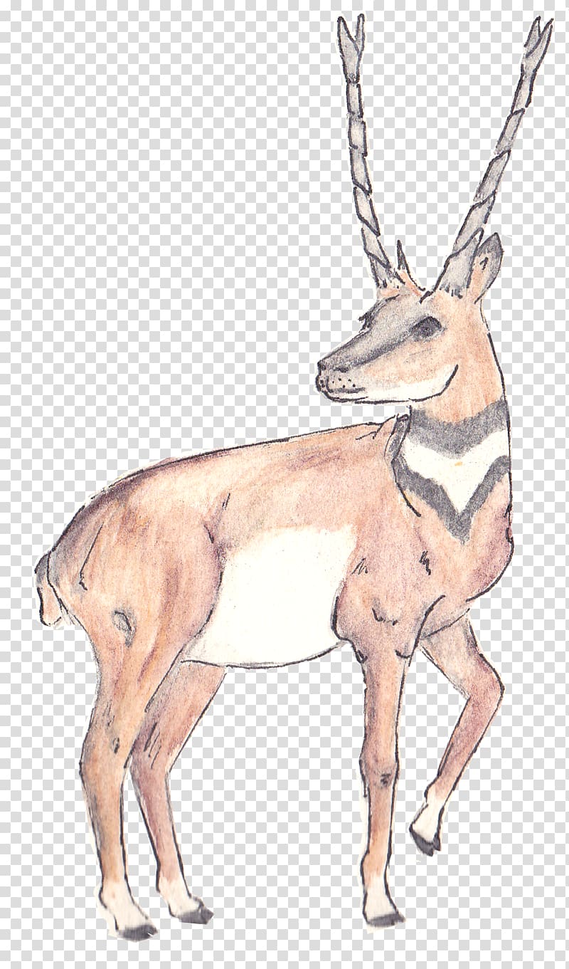 Musk deer Antelope Reindeer Horn, antelope transparent background PNG clipart
