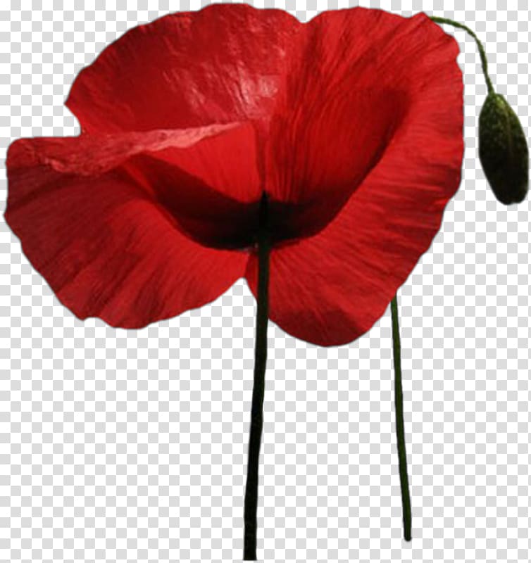 Common poppy Flower, Oriental Poppies transparent background PNG clipart