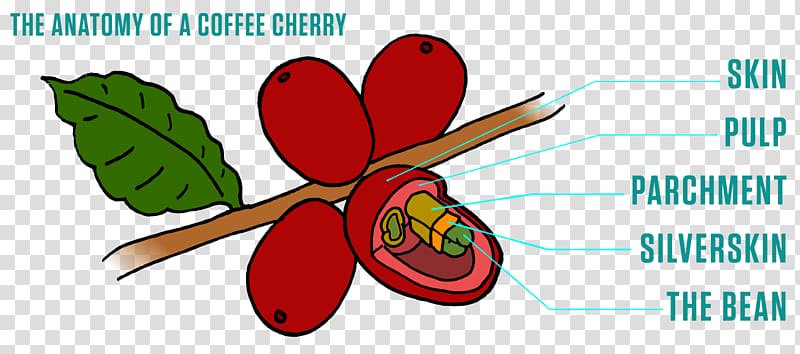 Fruit Coffee bean Peaberry Metropolis Coffee Company, Coffee transparent background PNG clipart
