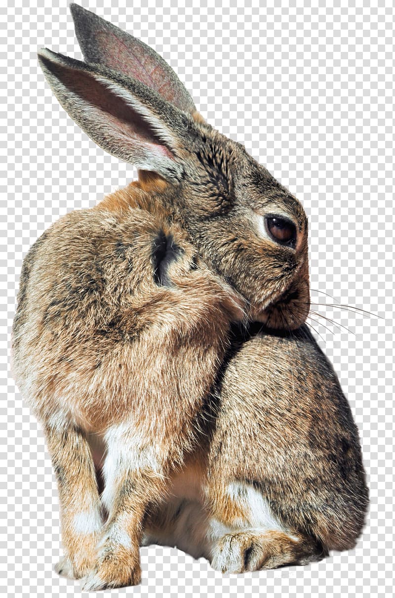 Hare Domestic rabbit Cottontail rabbit Rabbit-proof fence, rabbit transparent background PNG clipart