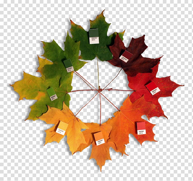 Color wheel Pantone Color scheme Color theory, autumn leaves transparent background PNG clipart