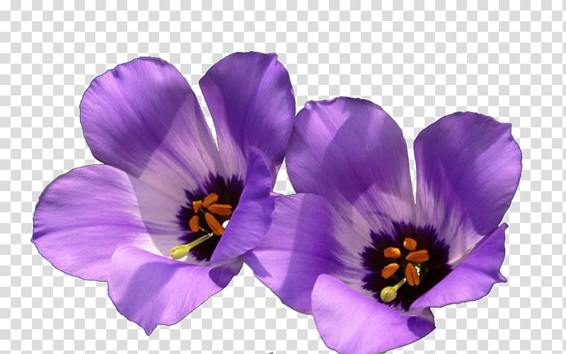 Violet Wildflower , Purple wildflowers transparent background PNG clipart