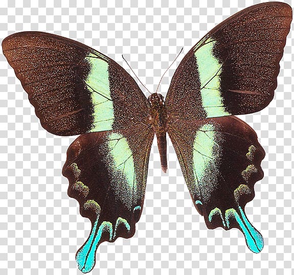 Swallowtail butterfly Green Swallowtail Insect Papilio palinurus, butterfly transparent background PNG clipart