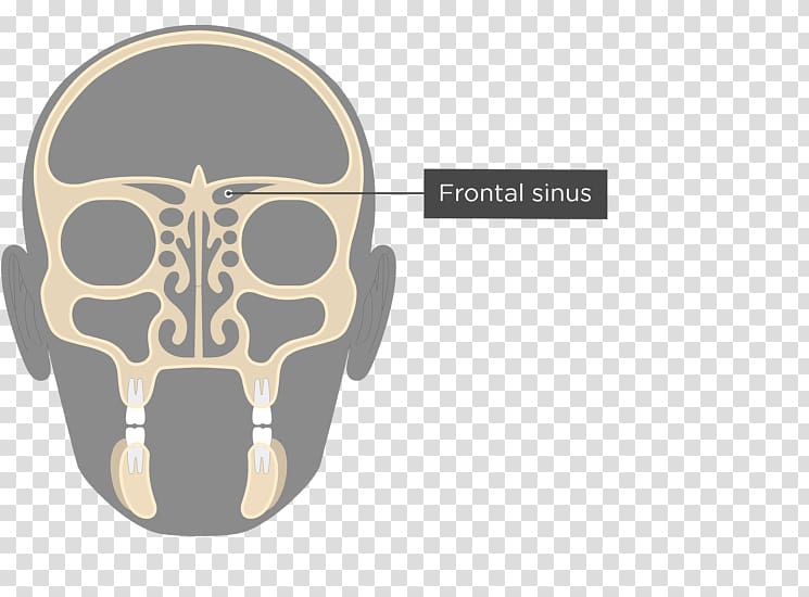 Ethmoid sinus Ethmoid bone Paranasal sinuses Nasal cavity, skull transparent background PNG clipart