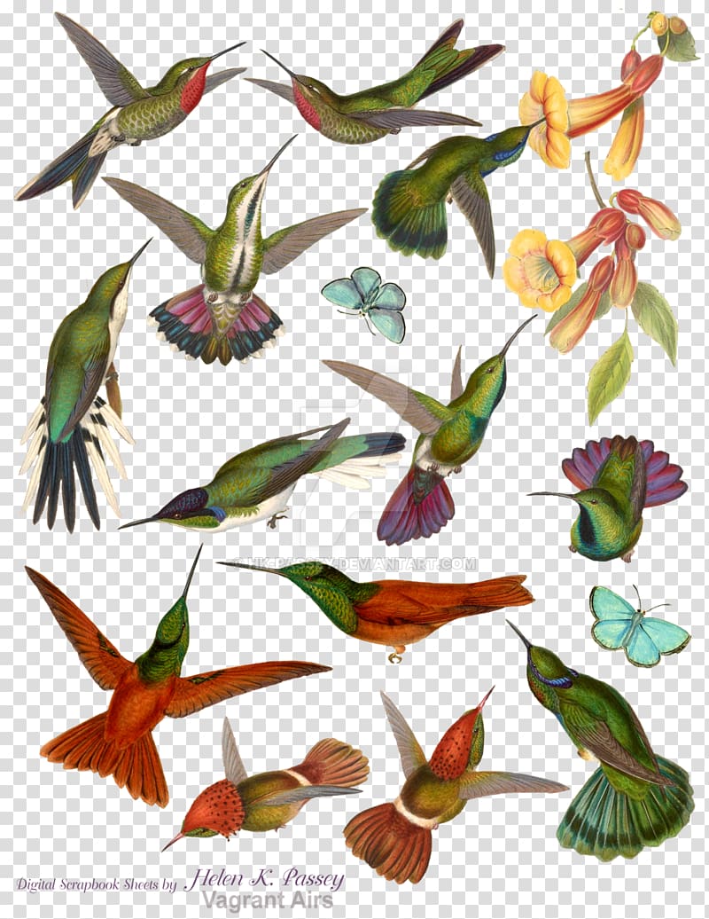 Hummingbird M Mountaingem Beak , Bird Water Color transparent background PNG clipart