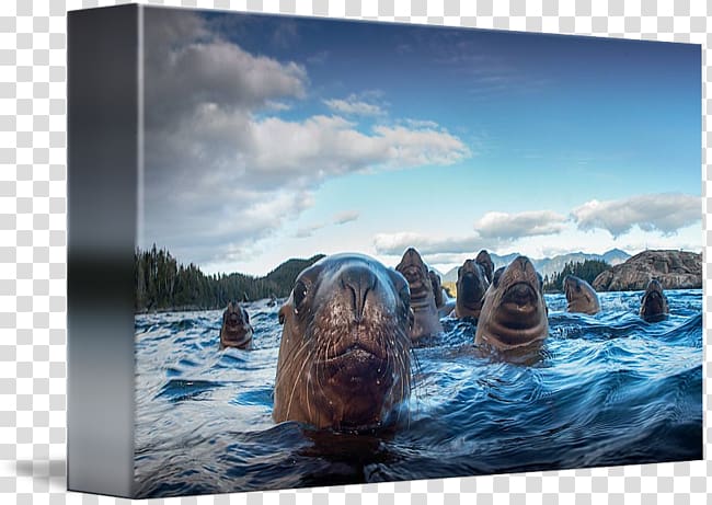 Sea lion Frames Gallery wrap Marine mammal, sea lions transparent background PNG clipart