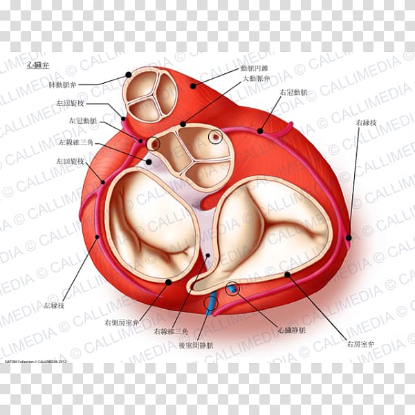 Heart valve Aortic valve Anatomy Aorta, heart transparent background PNG clipart