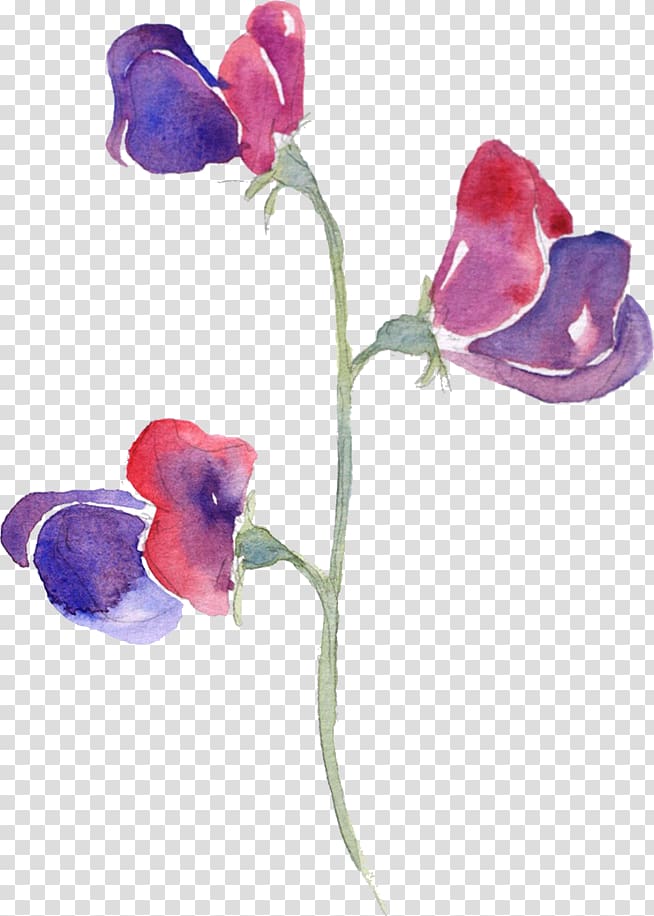 Sweet pea Watercolor painting Flowers in Watercolor, pea transparent background PNG clipart