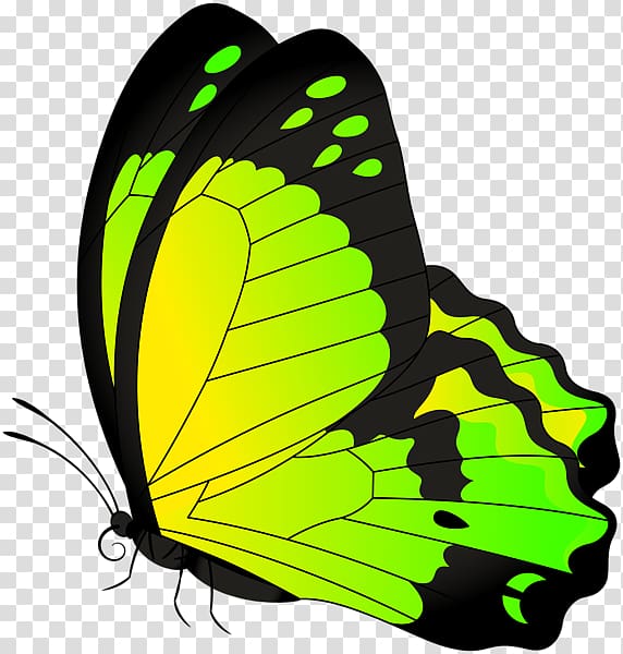 Monarch butterfly Full-Color Decorative Butterfly Illustrations , yellow butterfly border transparent background PNG clipart