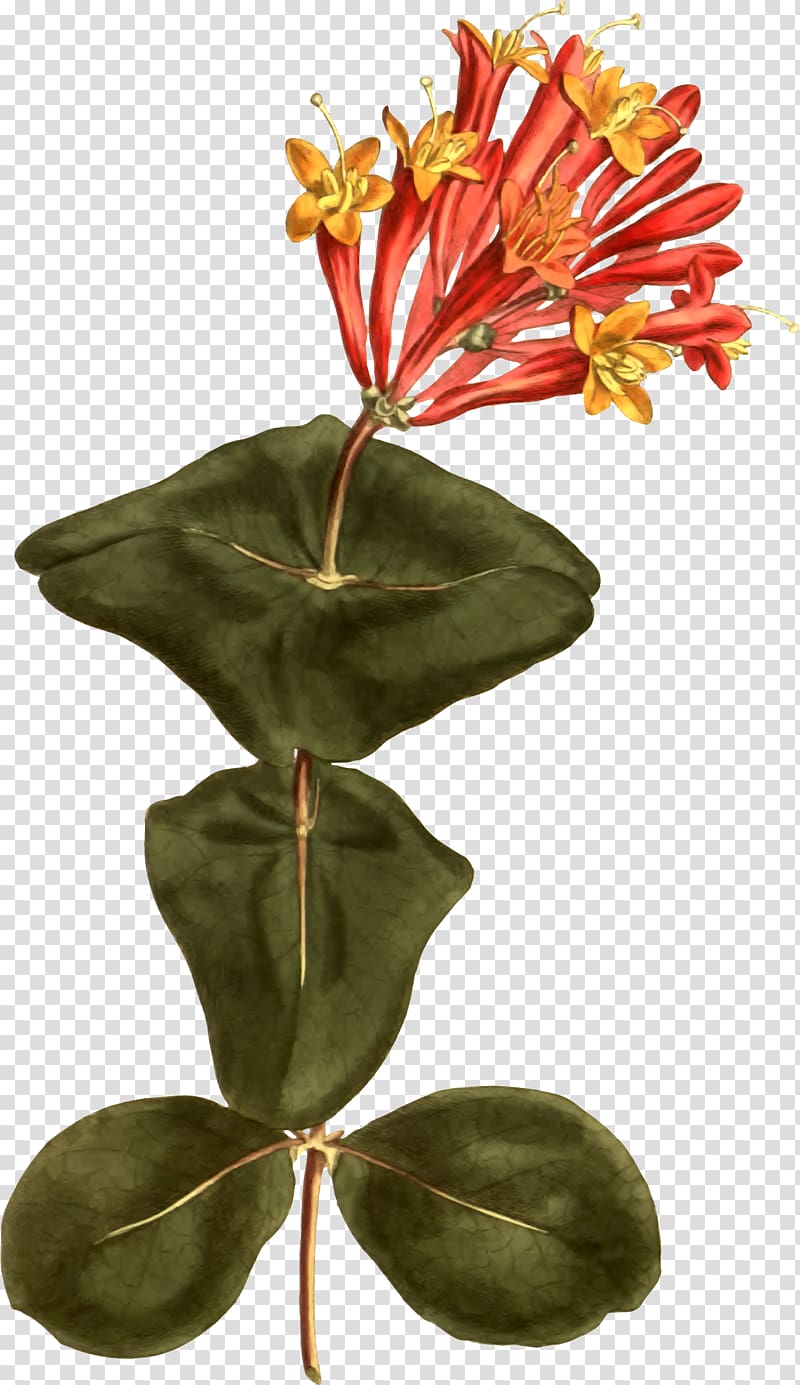 Lonicera sempervirens Botany Botanical illustration Trumpet, honeysuckle transparent background PNG clipart