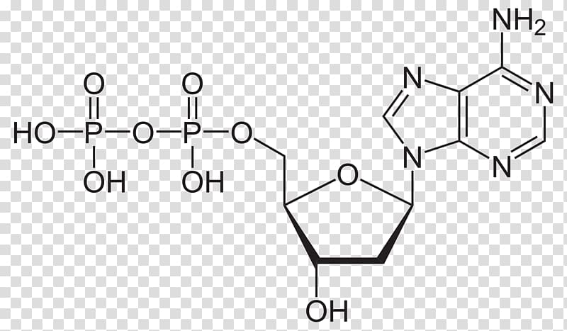 Adenosine diphosphate Adenosine triphosphate Molecule Pyrophosphate, 1deoxydxylulose 5phosphate transparent background PNG clipart