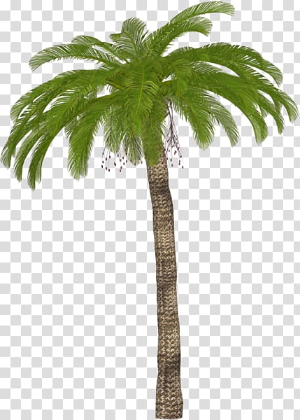 Asian palmyra palm Adobe shop Portable Network Graphics Palm trees, palm tree transparent background PNG clipart