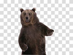 free dancing bear clipart