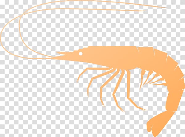 Shrimp and prawn as food , Shrimp transparent background PNG clipart