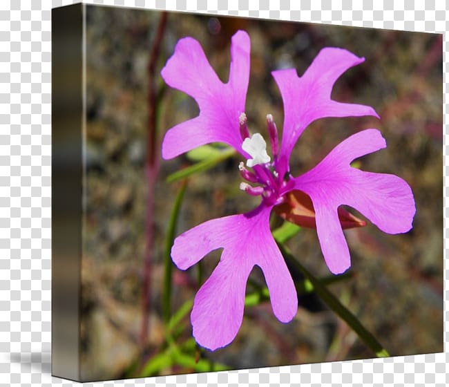 Clarkia pulchella Wildflower Plant Petal Lychnis flos-cuculi, pink fairy transparent background PNG clipart