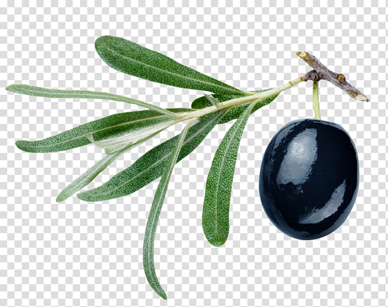Gemlik olive Olive oil Malfouf salad, Black olives transparent background PNG clipart