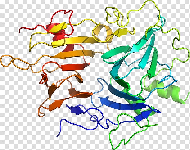 KLK6 Kallikrein Gene Protease Protein, others transparent background PNG clipart