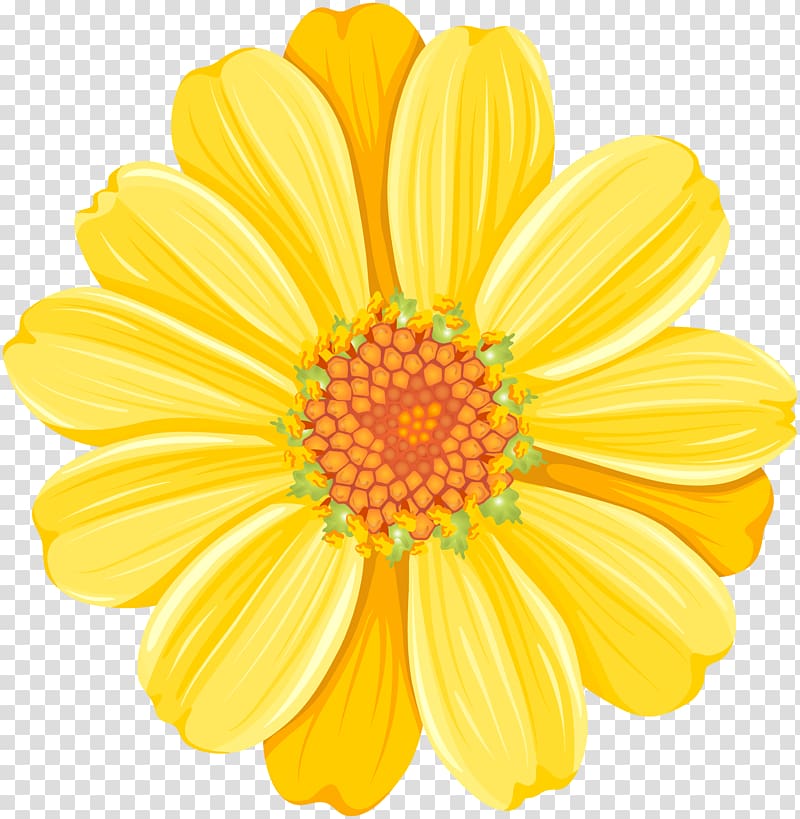 yellow sunflower , Yellow Daisy Festival Common daisy , Yellow Daisy transparent background PNG clipart