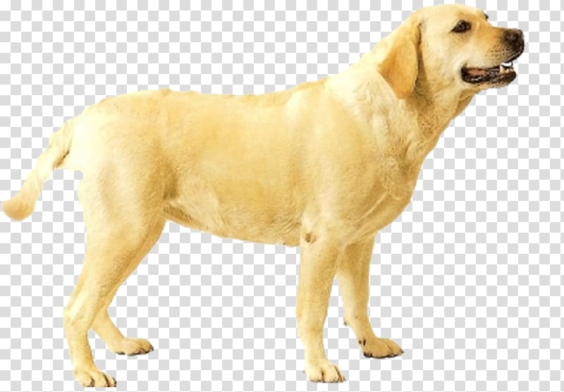 Golden Retriever Labrador Retriever Ancient dog breeds Companion dog, golden retriever transparent background PNG clipart