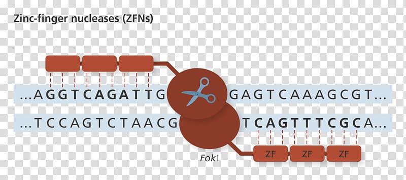 Genome editing Zinc finger nuclease, Genome Editing transparent background PNG clipart