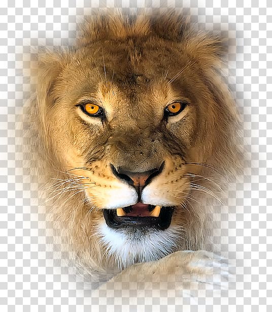 Lion Tiger Leopard Felidae Cat, lion transparent background PNG clipart