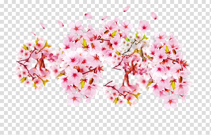 pink and white cherry blossoms , Cherry blossom Petal Cerasus, Pink cherry blossoms transparent background PNG clipart