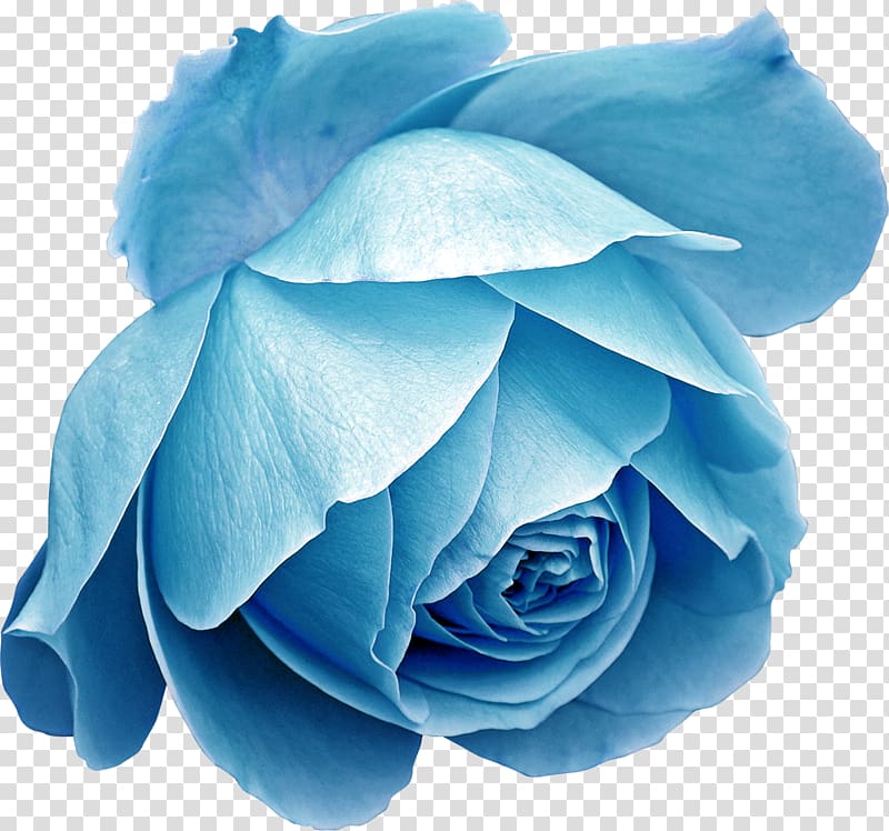 beautiful blue flower decoration transparent background PNG clipart