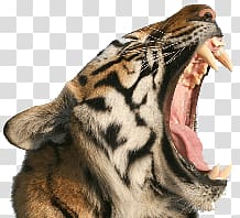 lion yawning, Tiger Open Mouth transparent background PNG clipart