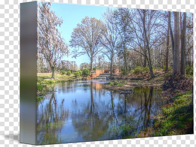 Pond Bayou Water resources Swamp Nature reserve, Jay park transparent background PNG clipart