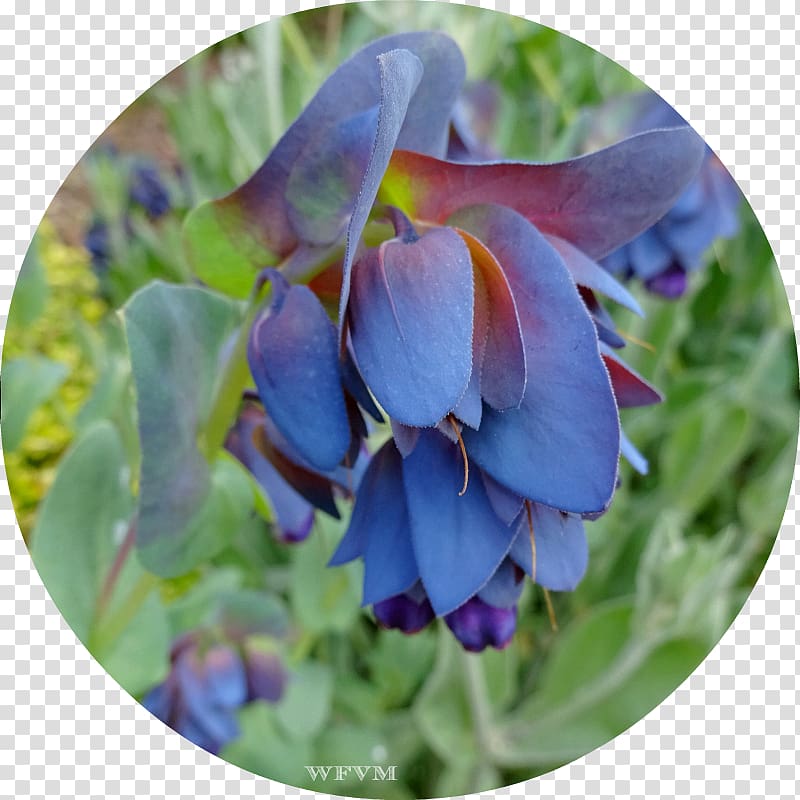 Bluebonnet Purple Petal, purple transparent background PNG clipart