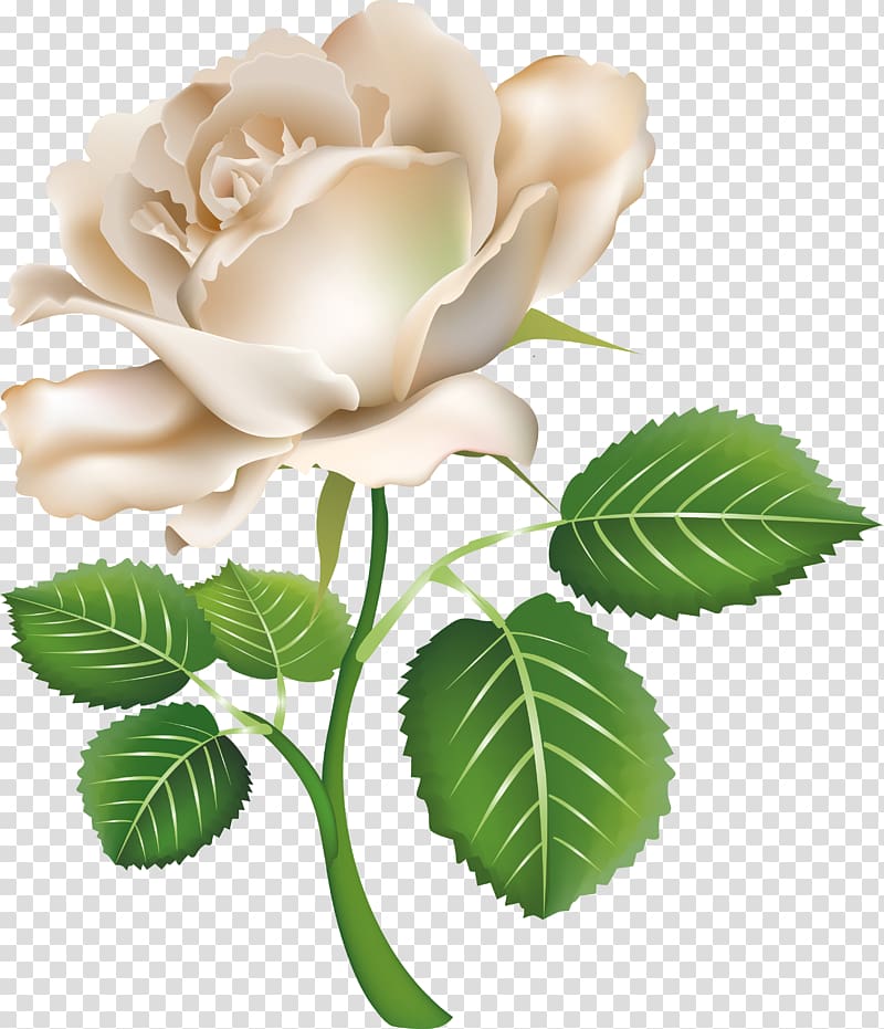 white rose transparent background PNG clipart