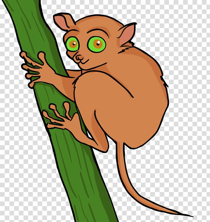 Tarsier , Of Nocturnal Animals transparent background PNG clipart