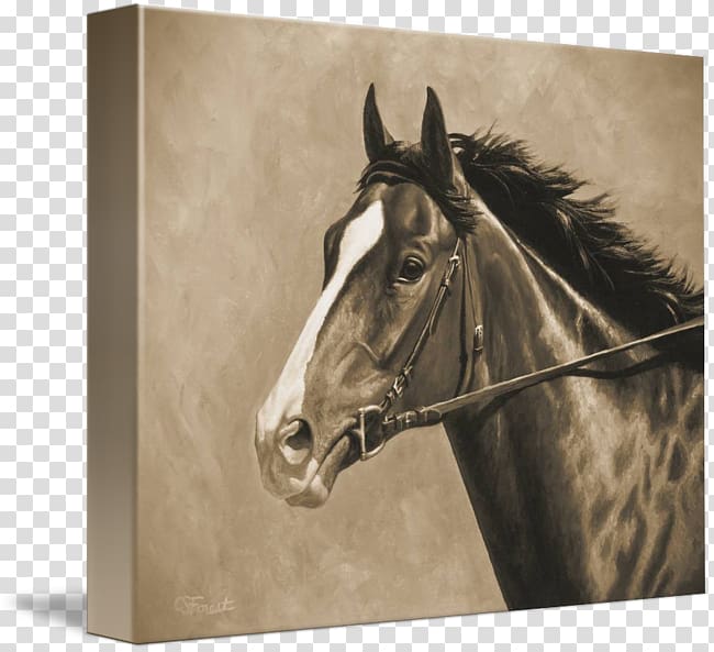 Thoroughbred American Paint Horse Appaloosa Stallion Painting, painting transparent background PNG clipart