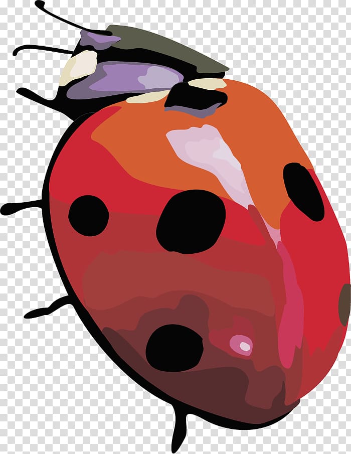 Beetle Coccinella septempunctata, Beetle,Insect ladybird transparent background PNG clipart