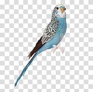 Blue Jay Bird On transparent background. ai generated 27145955 PNG