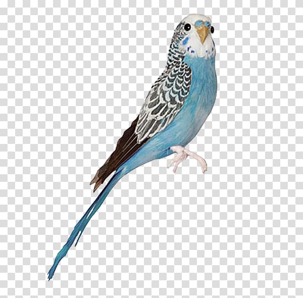 Blue budgerigar mutation Bird Parakeet Blue jay, parrot transparent background PNG clipart