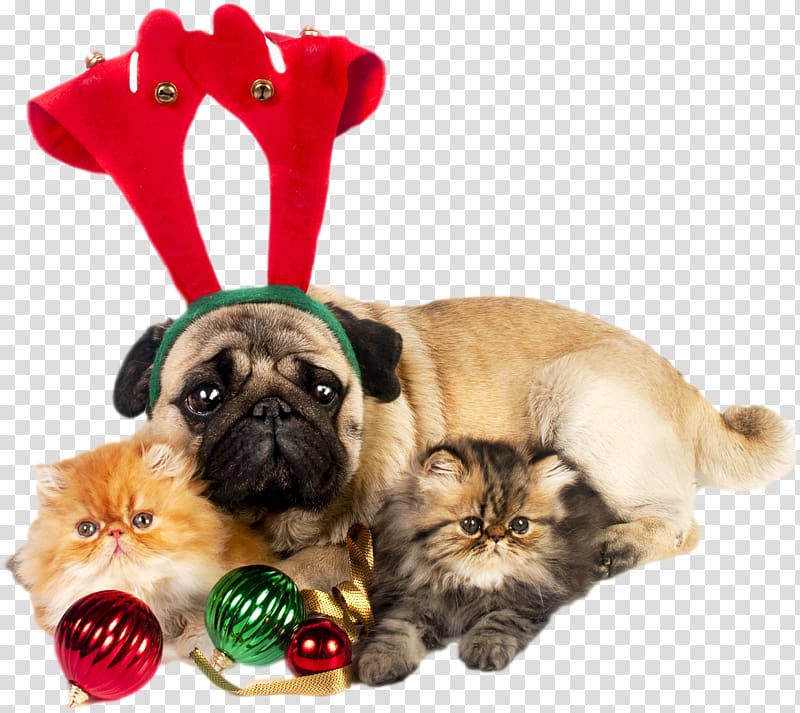 Pug Puppy Santa Claus Kitten Christmas, pug transparent background PNG clipart