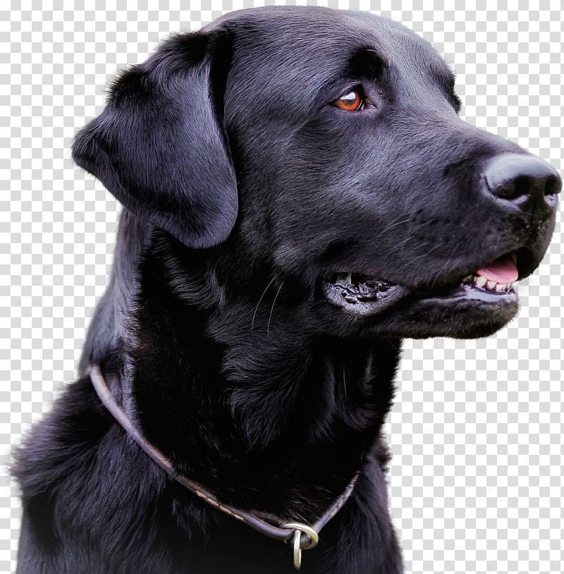Labrador Retriever Infectious canine hepatitis Infection Canine distemper Canine parvovirus, puppy transparent background PNG clipart