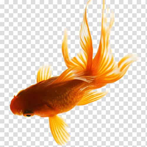 Goldfish , goldfish transparent background PNG clipart