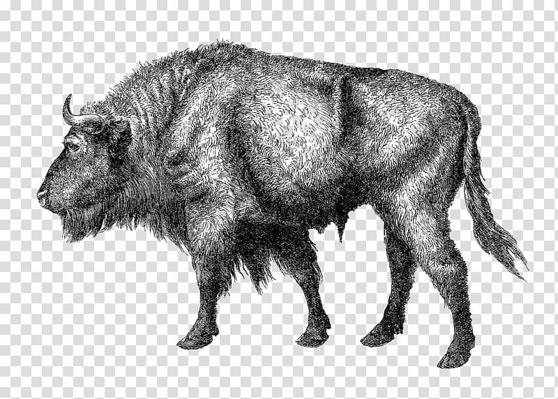 Elm Creek Wild boar Cattle Bison Peccary, buffalo transparent background PNG clipart